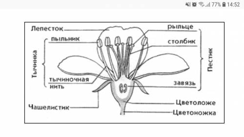 Нарисовать и подписать части цветка