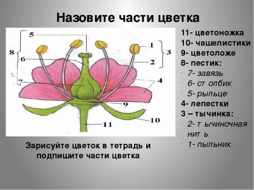 Нарисовать и подписать части цветка