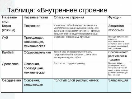 Таблица по биологии 6 класс внутреннее строение стебля слои, части,описание, функция