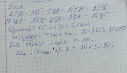 На фрагменте одной цепи днк нуклеотиды расположены в последовательности агтацггцатгтагц нарисуйте сх