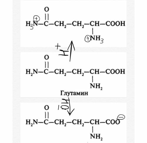 Среакций амфотерный характер глутамин? !