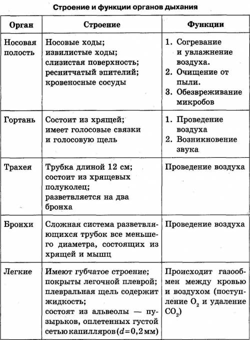 Строение органов дыхательного пути, таблица.