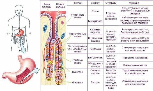Типы секреторных клеток желудка и их функции. , ! надо! 15 !
