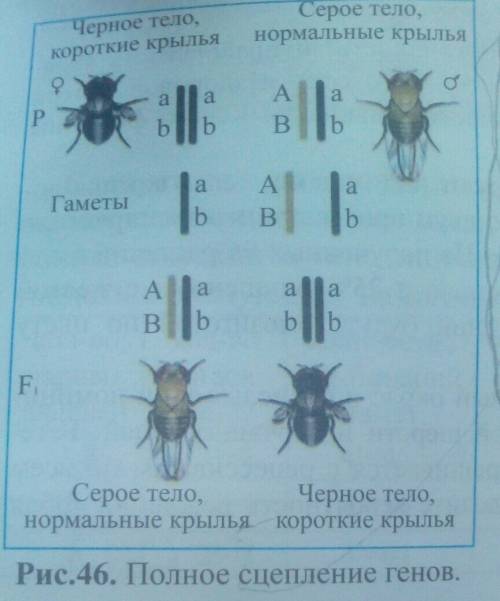 Как определить на полное сцепление генов или на неполное по генетике ?