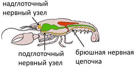 Сравните нервную систему речного рака и паука-крестовика и назовите различия