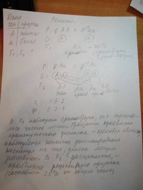 Жёлтая морская свинка при скрещивании с белой даёт кормовых потомков. скрещивание кормовых свинок ме