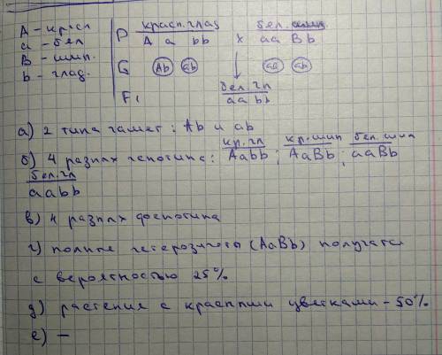 Удурмана красная окраска цветков (а) доминирует над белой, а шиповатые семенные коробочки (в) – над