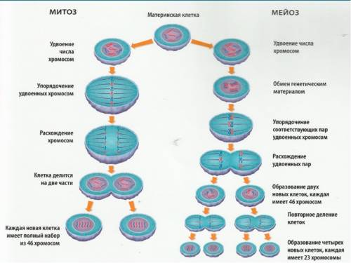 Как делится клетка описание с картиками