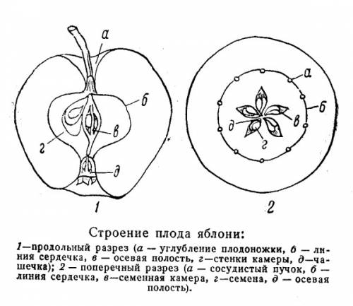 1.почему у плодов яблок так много семян? 2.особенности строения яблока.