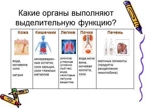 Заполните в тетради таблицу органы, выполняющие выделительную функцию 7 класс