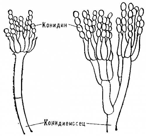 Какую форму имеют спорангии пенециилла? ! заранее ! )