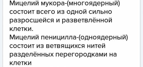 ответить на вопрос. чем отличается мицелий мукора от мицелия пеницилла? я ответил что мицелий мукора