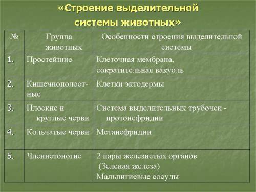 Особенности строения выделительной системы беспозвоночных животных: у групп: простейшие, кишечнополо