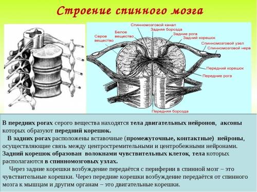 Как назыввются корешки спинного мозга,. что они составляют​