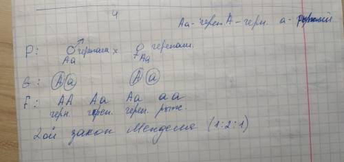 Ачерный ,а рыжий ,аа черепаший , какое будет потомство если скрестить кота аа и кошку аа. решите !