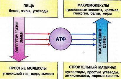 Изобразите схематично взаимосвязь пластического и энергетического обмена