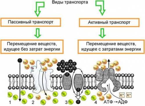 в чем эволюционный смысл формирования активного и пассивного транспорта? какие преимущества у каждог