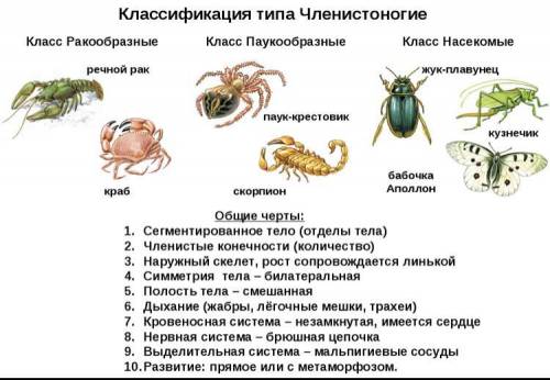 Общие характеристики паука и рака. (например: прочная кожа)​