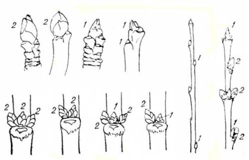 Расположение и форма почек яблони