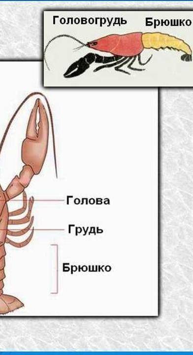 Умоляю ваас мега ! 1. определи на рисунке цифру, которой обозначен(-а, -о, -ы) головогрудь, и запиш