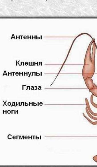 Умоляю ваас мега ! 1. определи на рисунке цифру, которой обозначен(-а, -о, -ы) головогрудь, и запиш