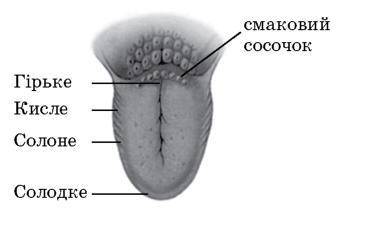 Какие части языка отвечают за восприятие этих вкусов? 1. соленый а) нитевидные вкусовые сосочки 2.