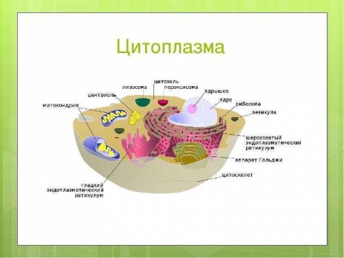 Яка будова і функція цитоплазми в клітині. ​
