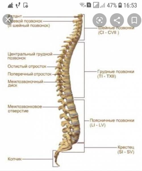 Название двуотросчатых нервных клеток​