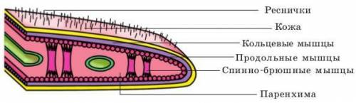 Вспомните, что вам известно о внутреннем строении плоских и круглых червей. сравните, чем отличается