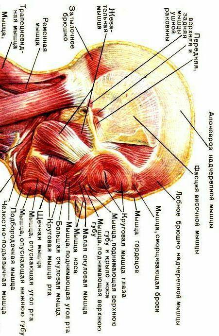 Скиньте рисунок по биологии мыщцы головы​