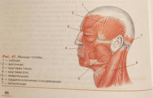 Скиньте рисунок по биологии мыщцы головы​
