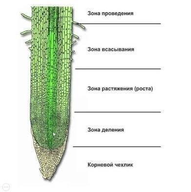 Зарисуйте в тетради и внутреннее строение корня обозначьте на рисунке его составные части​