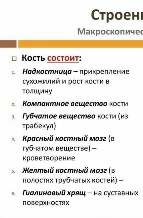 Из чего состоит кость человека? ​