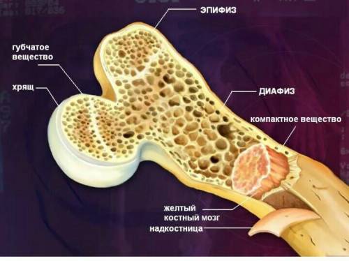 Из чего состоит кость человека? ​