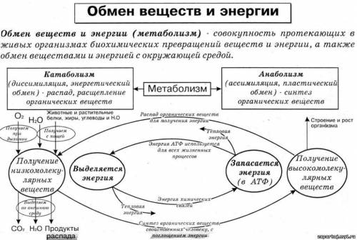 Расписать обмен веществ и энергии в клетках. сравнить фотосинтез и хемосинтез.