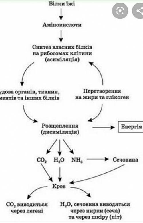 Много ! складіть схему обміну білків , використовуючи схему «основні етапи обміну речовин у людини »
