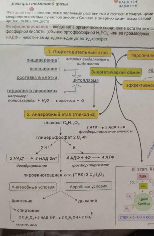 Место происхождения аэробного дыхание