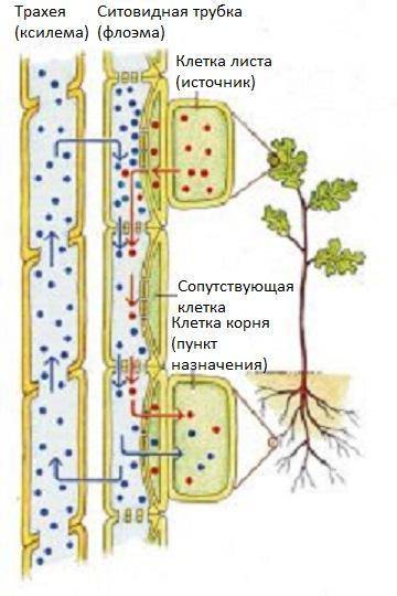 Нарисуйте схему транспорта веществ в растительном организме