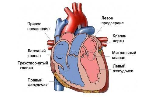 Таблица строение сердца место положение фунции митральный клапан нижняя подач вена аорта верхняя под