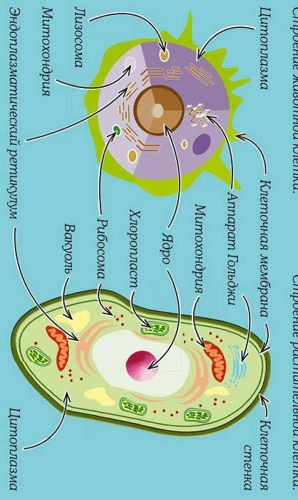 Строение растительной и животной клетки