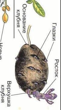 зарисуйте клубень картофеля. заранее ! ​