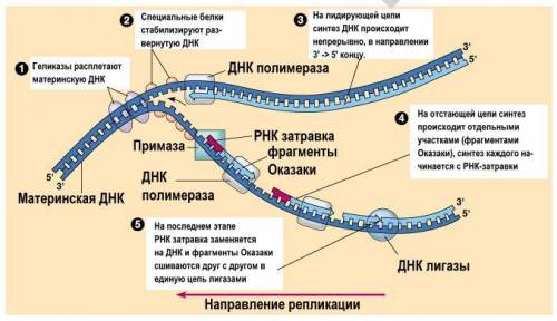 Объясните процесс редупликации днк​