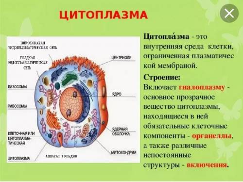 Строение цитоплазм мембраны желательно рисунок