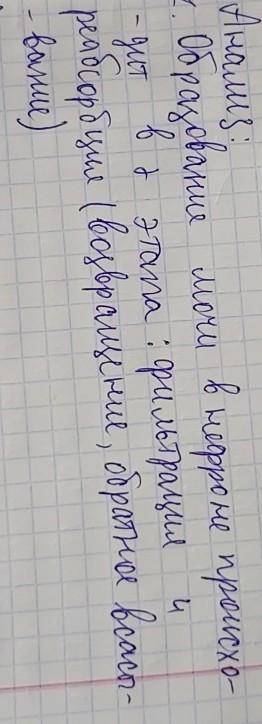 Первая проанализируйте этапы образования мочи изобразите в виде схемы процессы происходящие в капсул