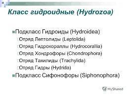 Систематика 3 класса кишечнополостных