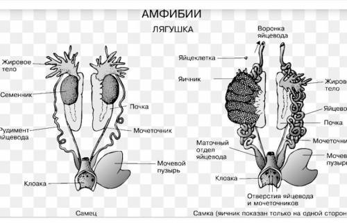 Строение половой системы у земноводных​