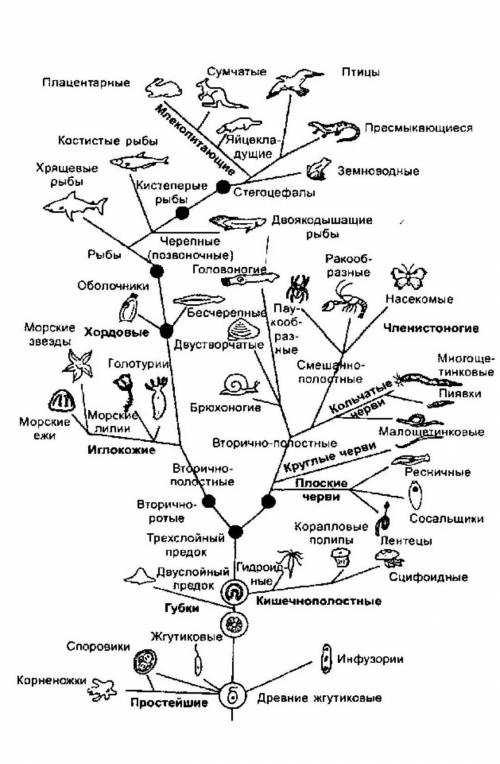 35 .перечислите все типы от простейших до позвоночных​