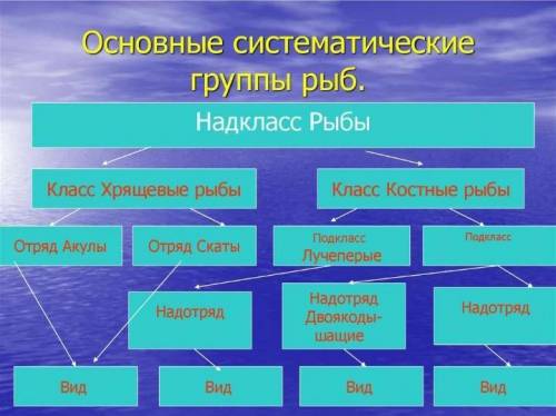 Напишите доклад на тему основные систематические группы рыб.