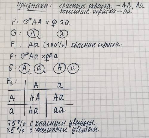 50 у томатов красная окраска плода доминирует над желтой. переопылили два растения с красной и желто