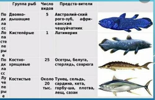 Сравните двух представителей надкласса рыбы речного окуня и латимерию по признакам внешнее строение